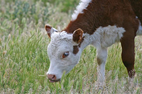 Quel est le morceau le plus tendre dans le veau ?