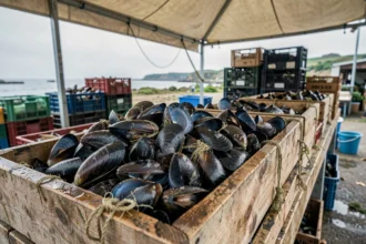 Caisse de moules de bouchot fraîches sur un étal de marché côtier en Normandie